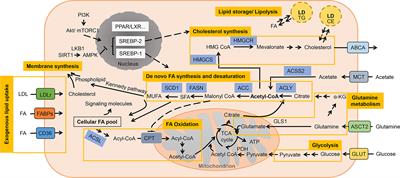 Microenvironmental Factors Modulating Tumor Lipid Metabolism: Paving the Way to Better Antitumoral Therapy